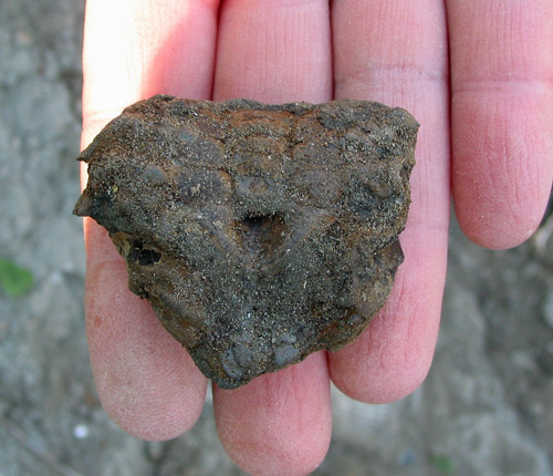 fossil