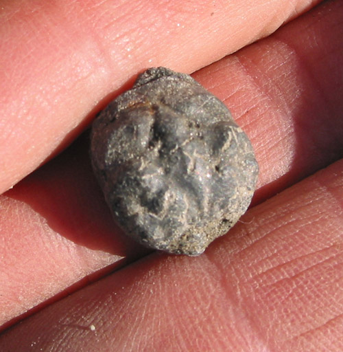 fossil