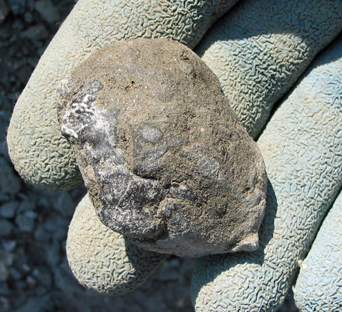 fossil