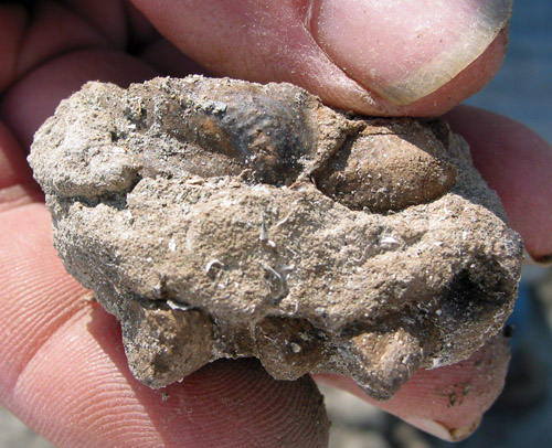fossil