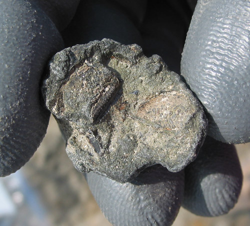 fossil