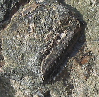 fossil