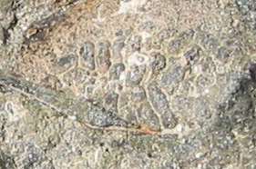 fossil