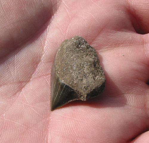 fossil