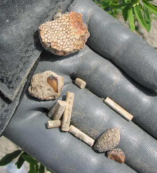fossil