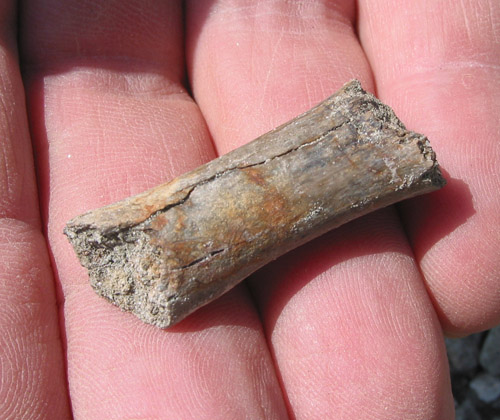fossil