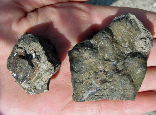 fossil
