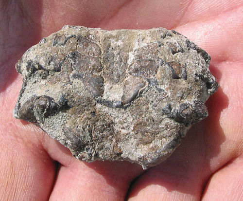 fossil