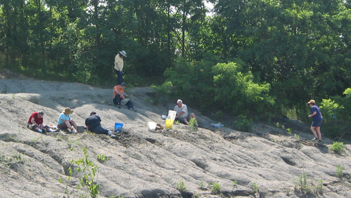 fossil