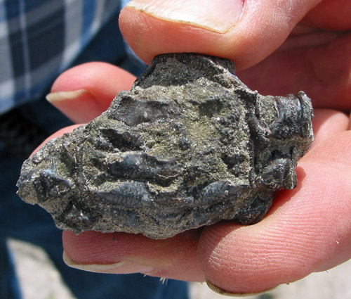 fossil