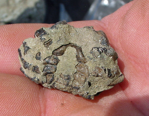 fossil