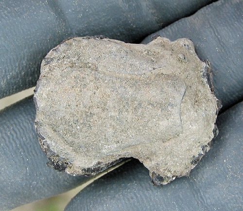 frog crab