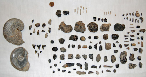 fossil
