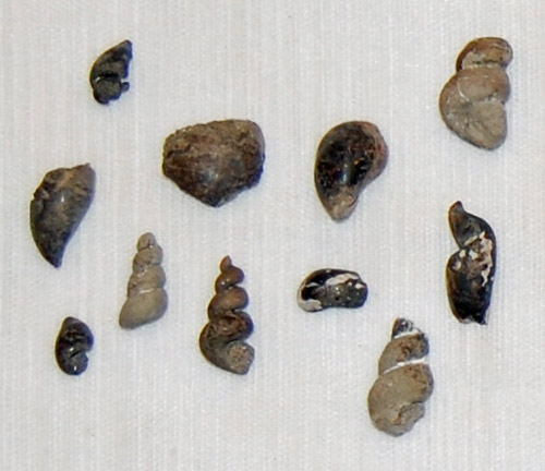 fossil