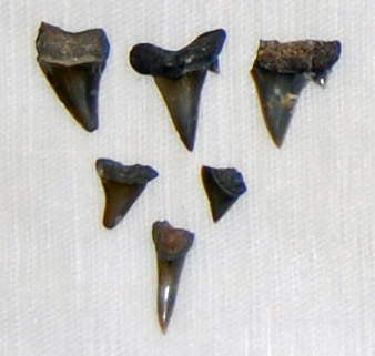 fossil