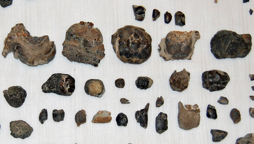 fossil