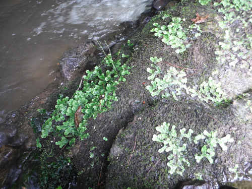 creek