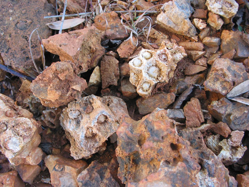 fossils