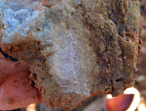 fossils