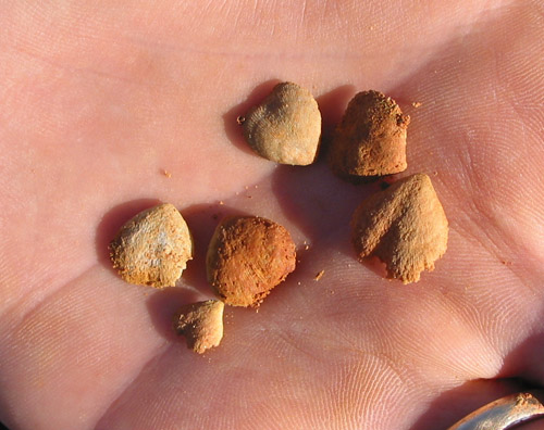fossils