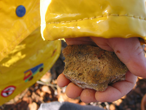 fossils