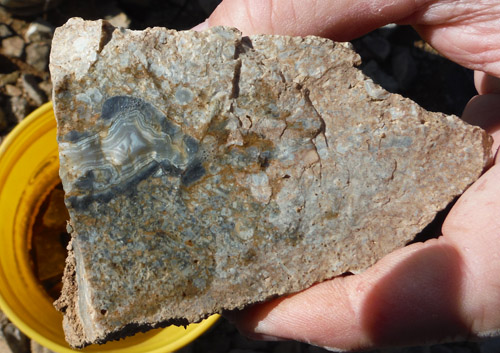 fossils