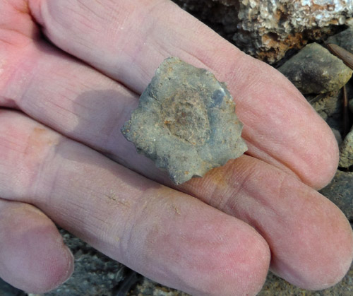 fossils