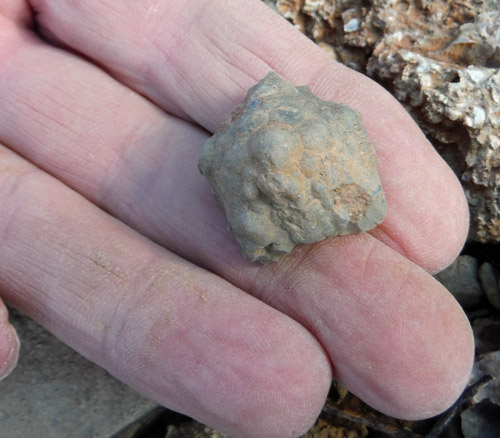 fossils