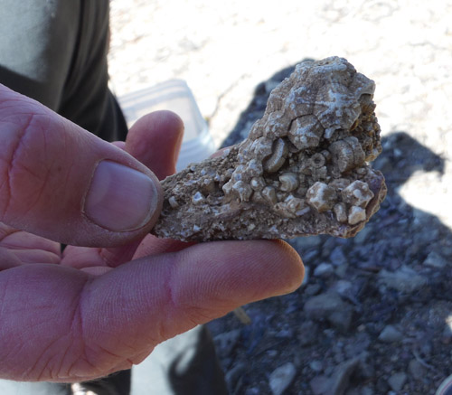 fossils