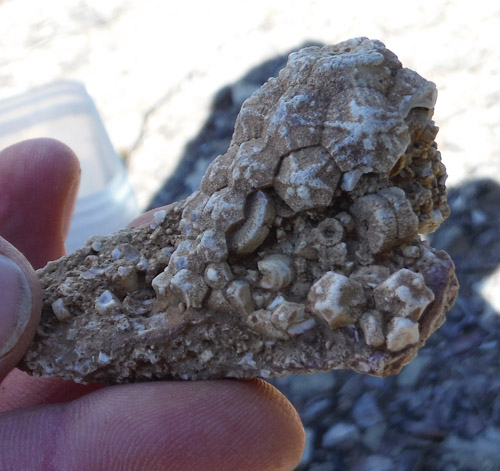 fossils