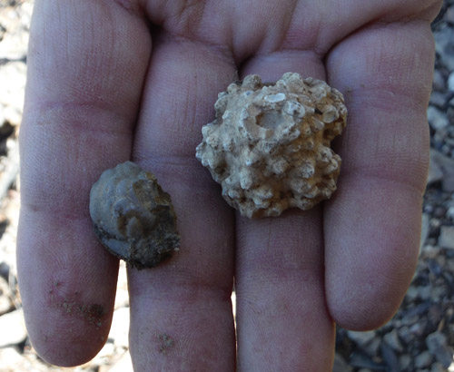 fossils