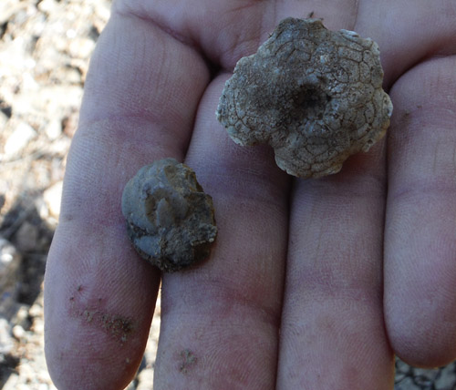 fossils