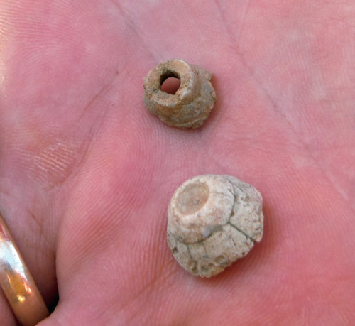 fossils