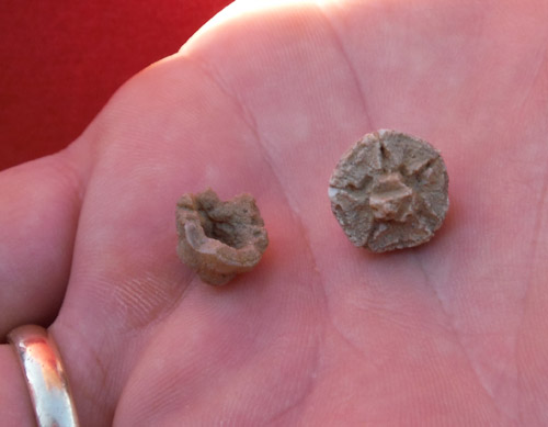 fossils