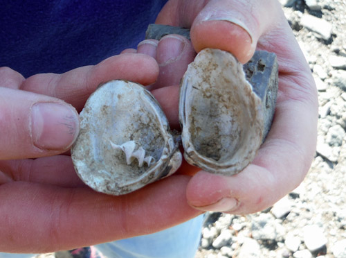 fossils