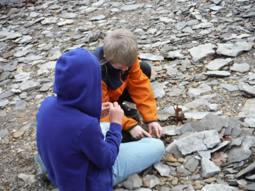 fossils