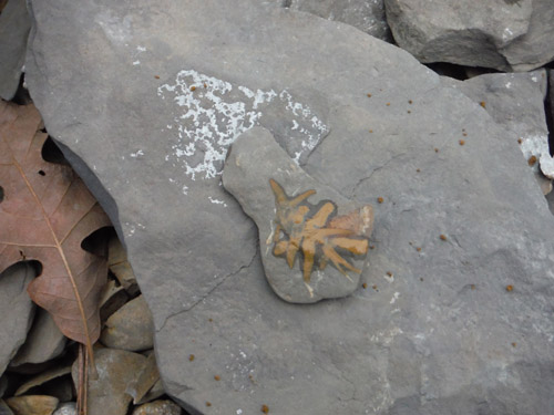 fossils