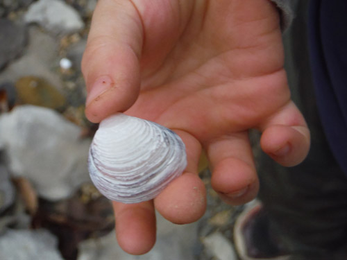 fossils