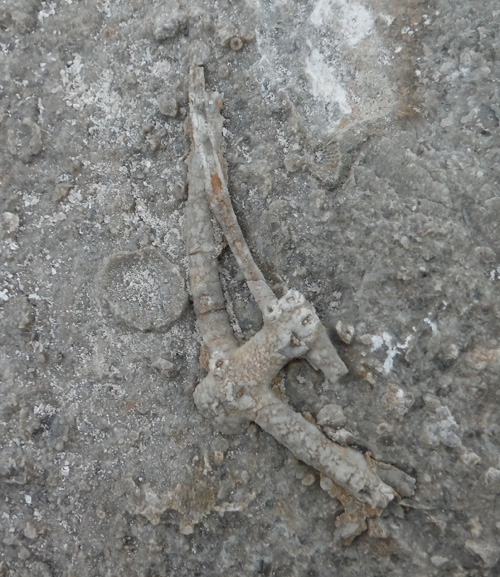 fossil