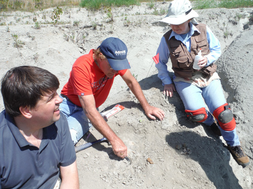 fossil