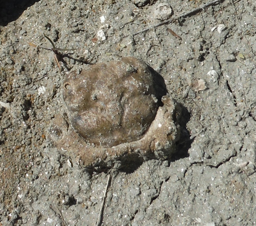 fossil