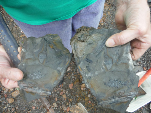 fernfossil