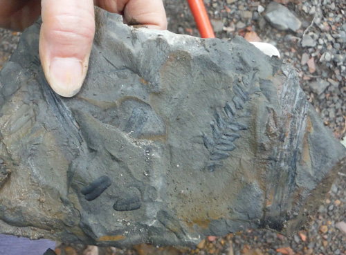 fernfossil