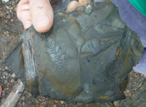 fernfossil