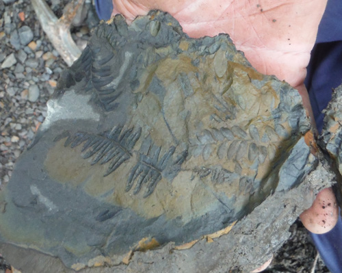 fernfossil