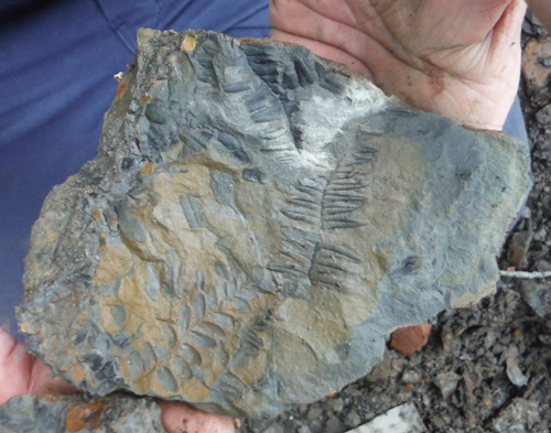 fernfossil