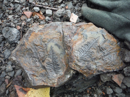 fernfossil