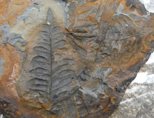 fernfossil
