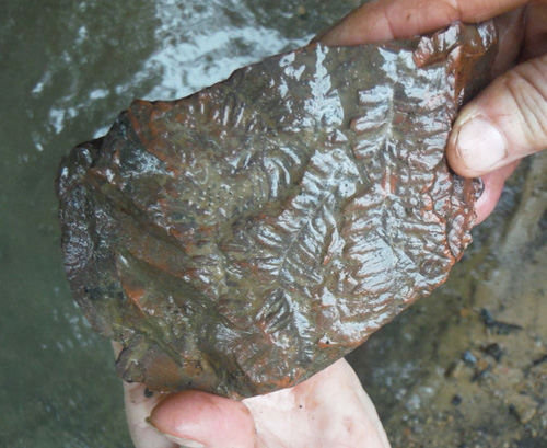 fernfossil