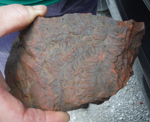 fernfossil